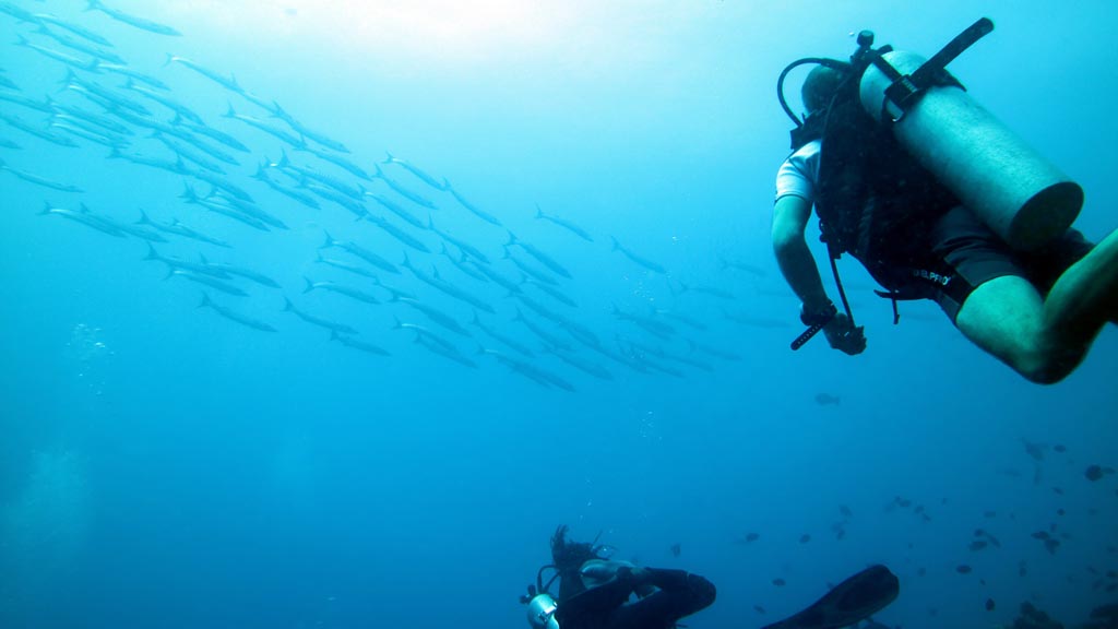 Barracuda overhead diving Inglis Shoal at Walindi Resort PNG by Diveplanit