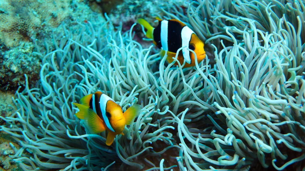 Clarkes anemonefish diving Inglis Shoal at Walindi Resort PNG by Diveplanit
