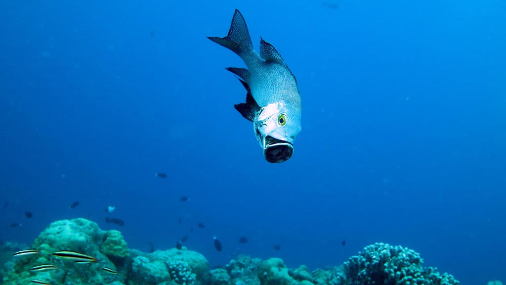 Snapper threatening diving Inglis Shoal at Walindi Resort PNG by Diveplanit