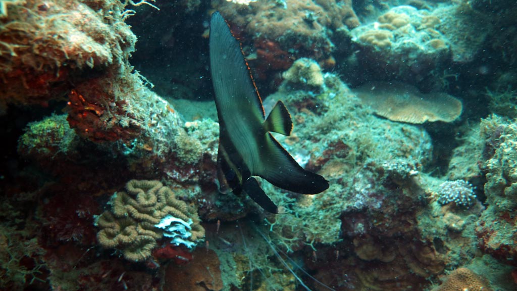 Juvenile batfish diving The Zero at Walindi Resort PNG by Diveplanit