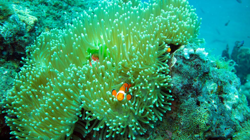 False clownfish diving The Zero at Walindi Resort PNG by Diveplanit