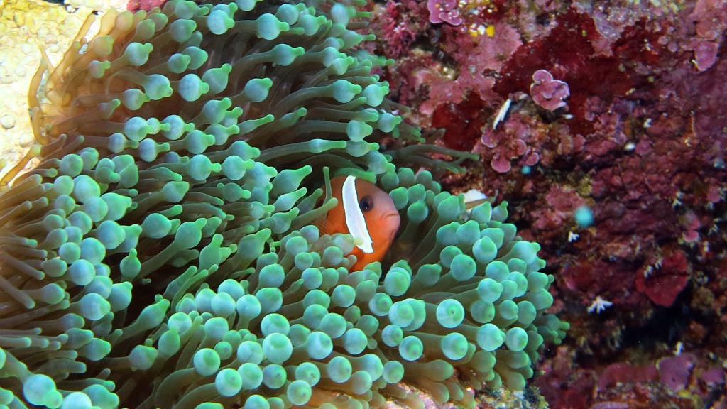 Tomatoes anemonefish diving Echuca Shallows at Kavieng PNG by Diveplanit