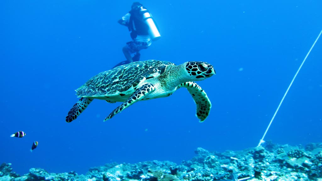 Turtle stops diving Echuca Shallows at Kavieng PNG by Diveplanit