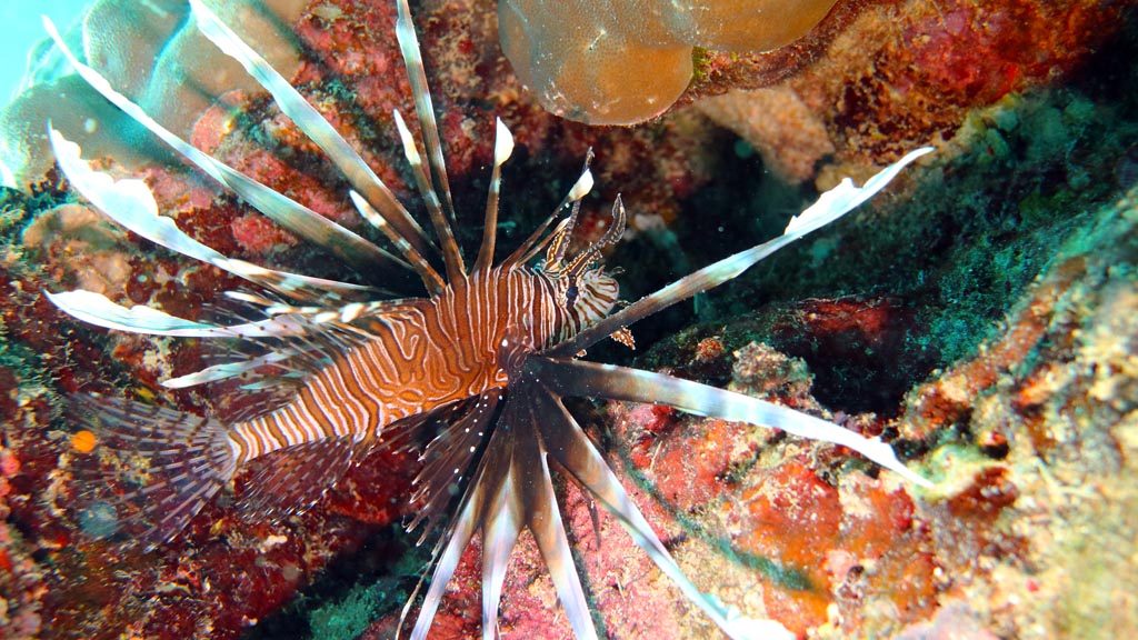 Lionfish diving Ral Island at Kavieng PNG by Diveplanit