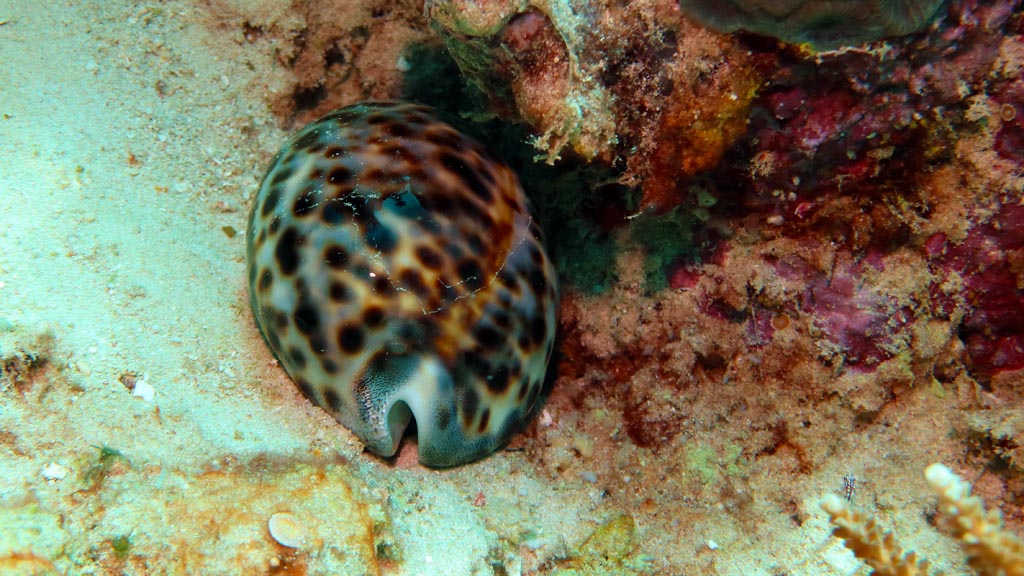 Cowrie shell diving Ral Island at Kavieng PNG by Diveplanit