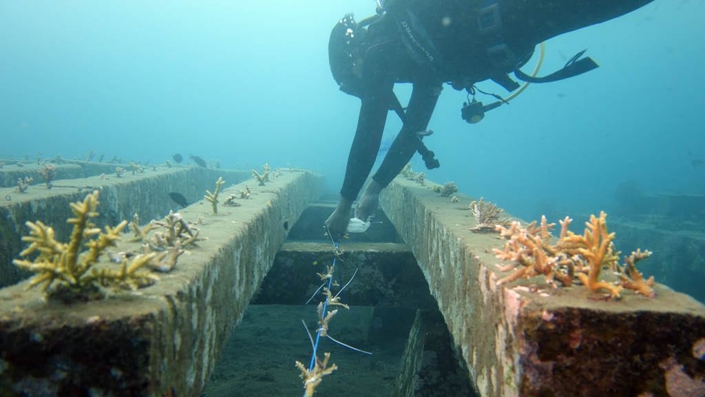 5-coral-reef-restoration-Sea-Communities-Bali-Indonesia-Trial-method