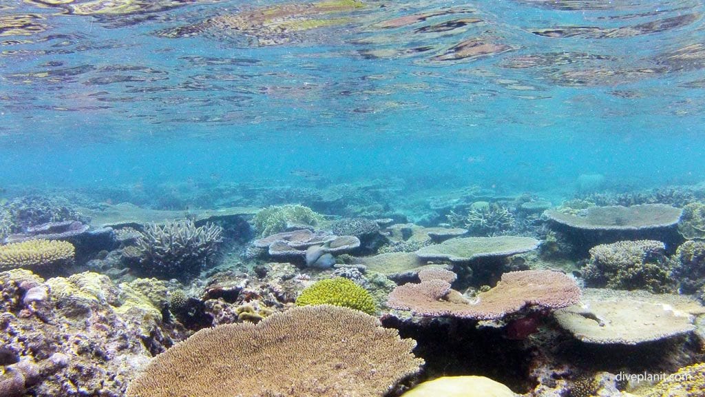 Hideaway Island Resort and Marine Sanctuary, Port Vila-Vanuatu-2671-house-reef