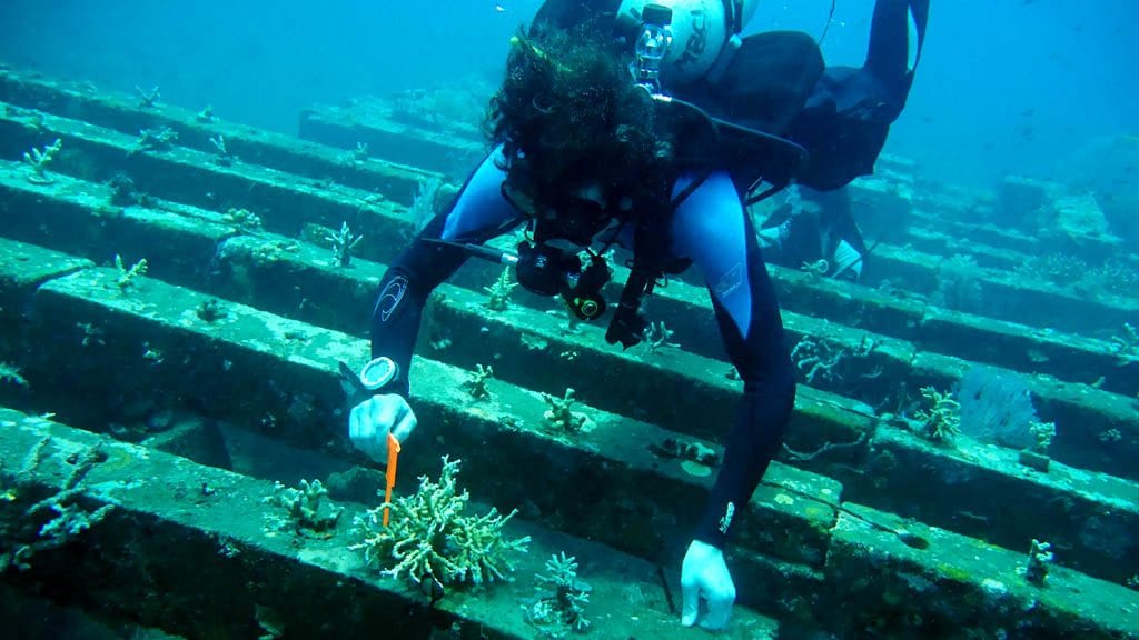 6-coral-reef-restoration-Sea-Communities-Bali-Indonesia-Survey