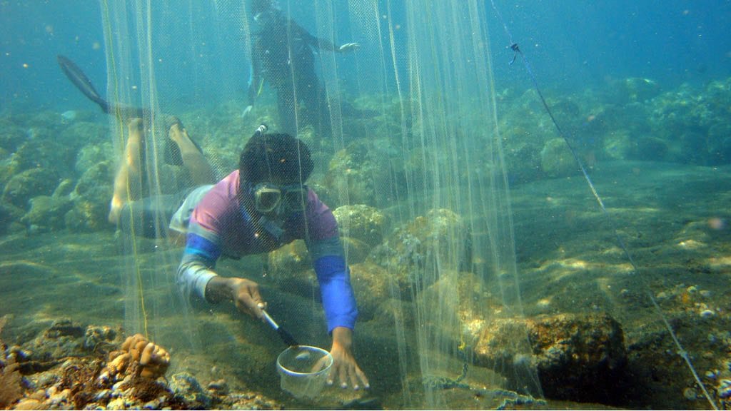 Volunteer for Coral Reef Restoration at Sea Communities in Bali-Indonesia-Catching-Ornamental-Fish