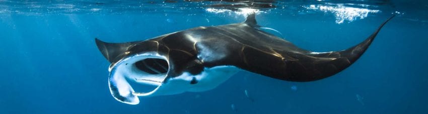 Manta blog fabrice jaine banner