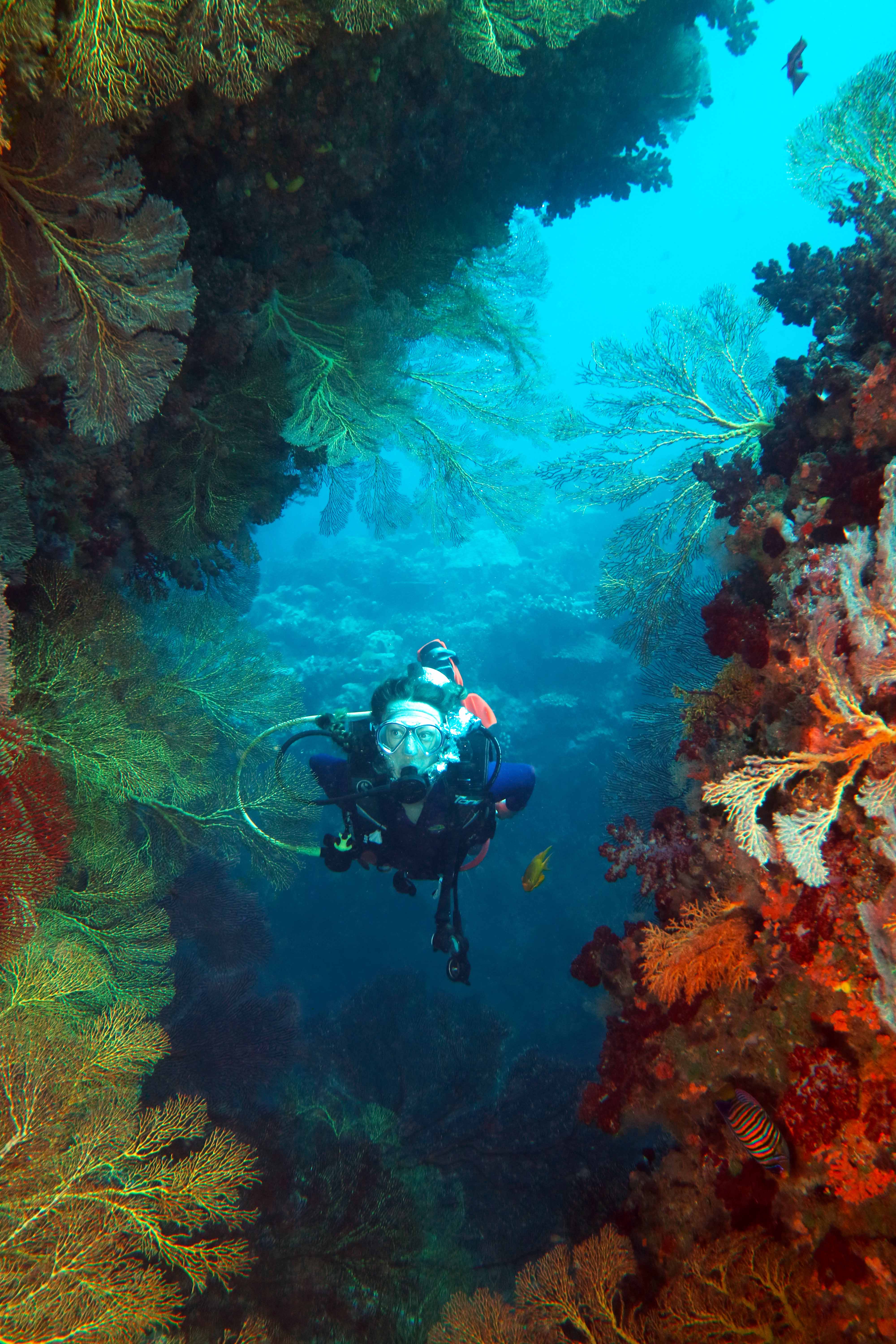 Fiji’s Beqa Lagoon was once known as the soft coral capital of the world, but it\'s now more famous for its shark dives, its colourful reefs are sadly forgotten. Photo: Deborah Dickson-Smith