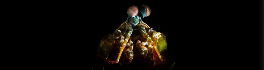 Mantis shrimp credit heather sutton