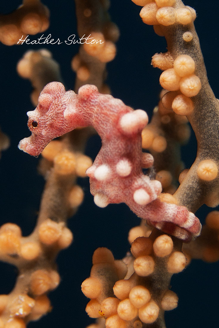 How do you choose an underwater camera? Professional photographer Heather Sutton has some useful advice for people diving into this new hobby.