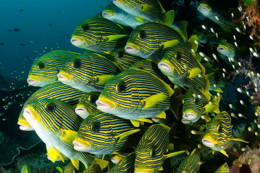 Indonesia Raja Ampat Tambora Dive Liveaboard