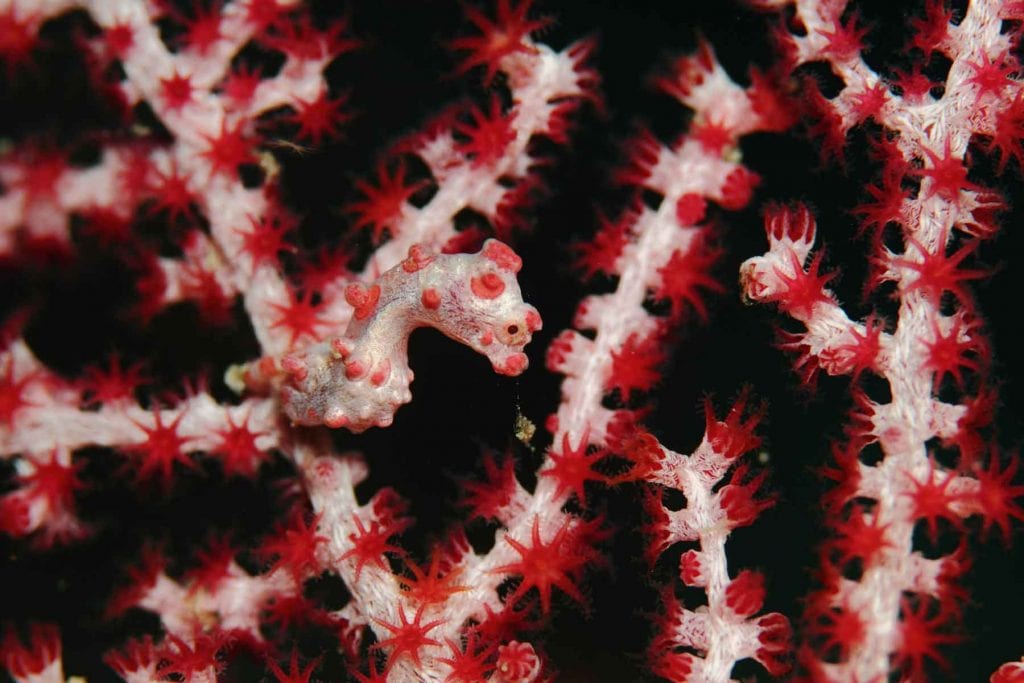 Indonesia Raja Ampat Tambora Dive Liveaboard