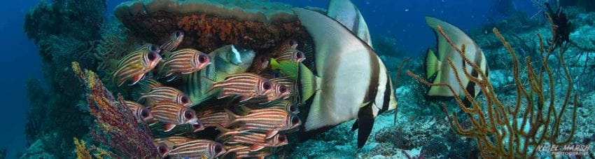 Raja ampat banner