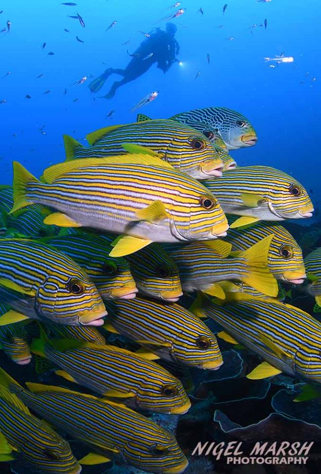 Got a passion for fish and lots of them? Time to dive Raja Ampat, for the greatest fish diversity on the planet & THE place to see masses of schooling fishes.