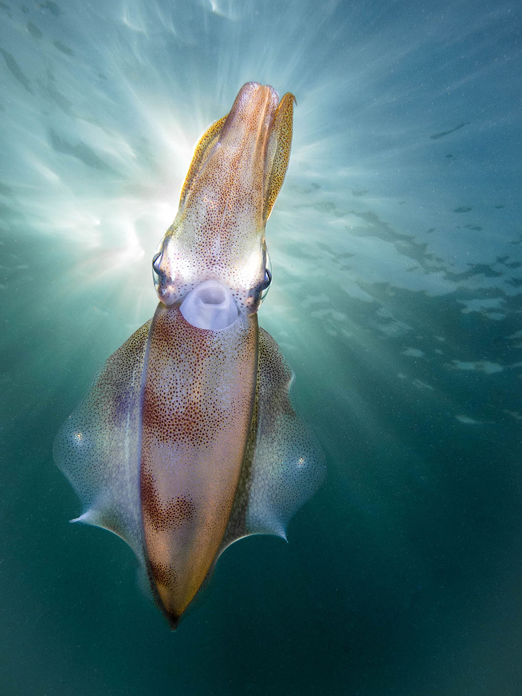 Winner compact alien squid pthirsh Australasia Underwater Photographer of the Year 2018 Winner Compact Squid by PT Hirshfield