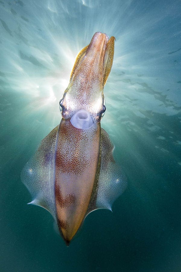 Australasia\'s best amateur underwater photographers were announced at the Australia International Dive Expo in Sydney on Sunday this week.