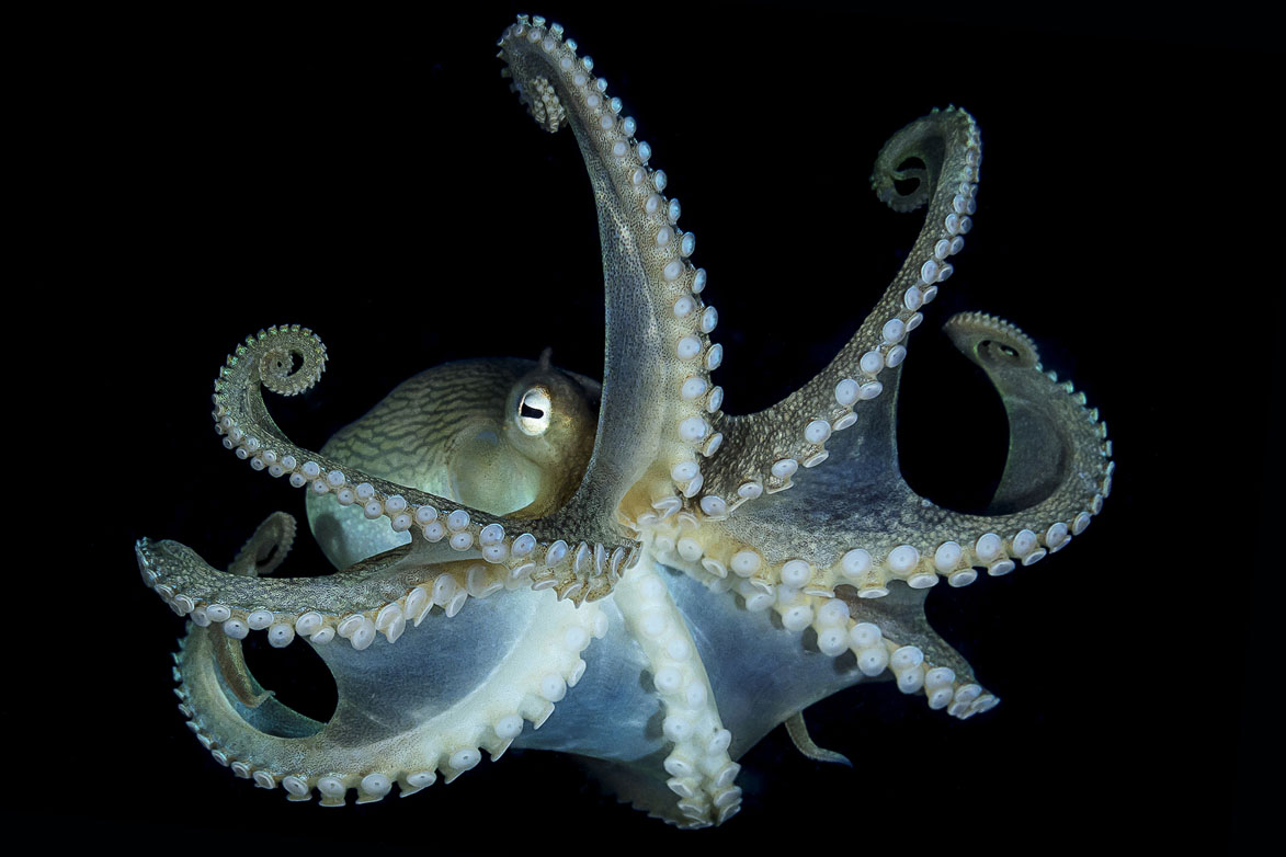 Winner portrait acewu jpg Australasia Underwater Photographer of the Year 2018 Winner Portrait Reef octopus: Yung-Sen Wu
