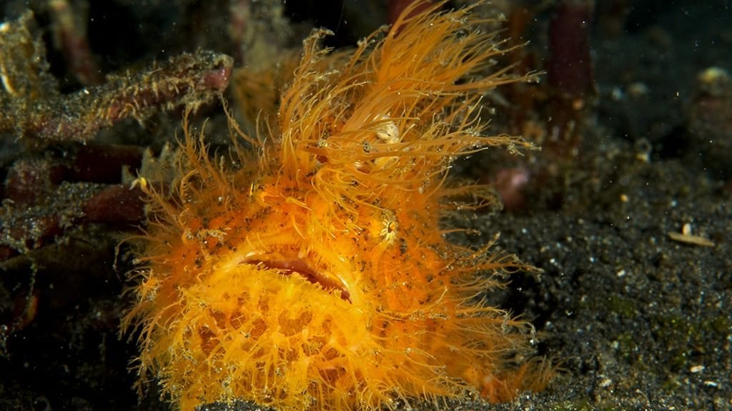 Frogfish