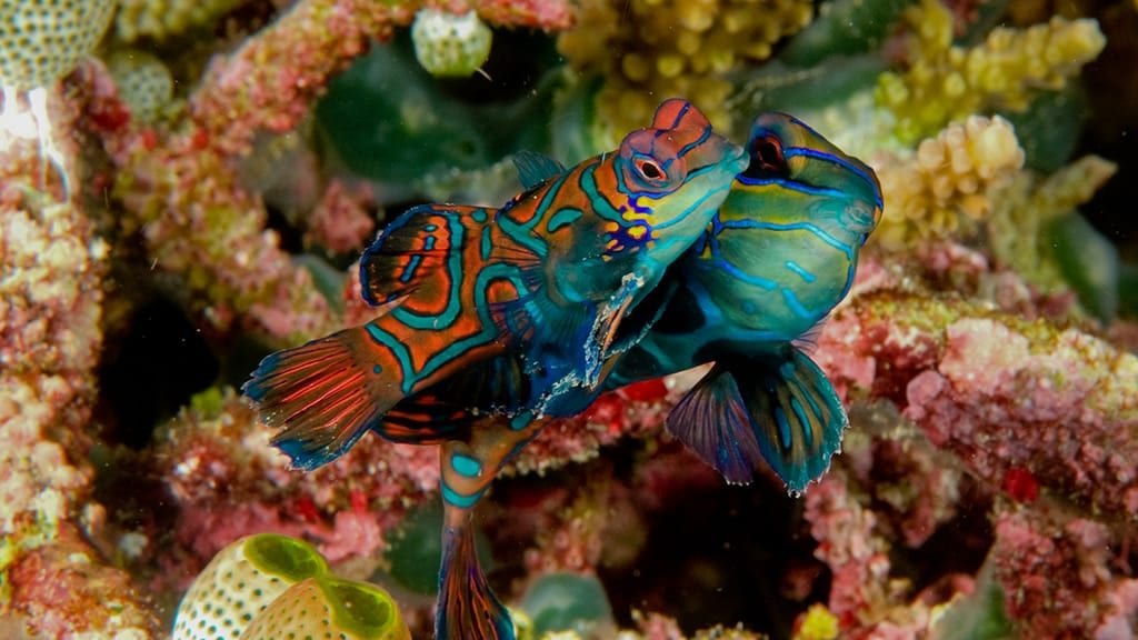 Thalassa Lembeh Dive Resort, North Sulawesi mandarin