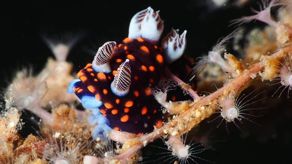 Nudibranch