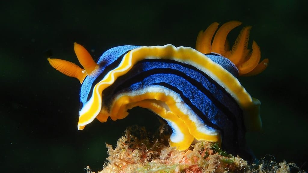 Thalassa Manado Dive Resort, North Sulawesi nudibranch