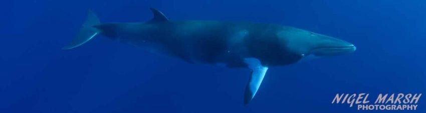 Great Barrier Reef Dwarf Minke Whales