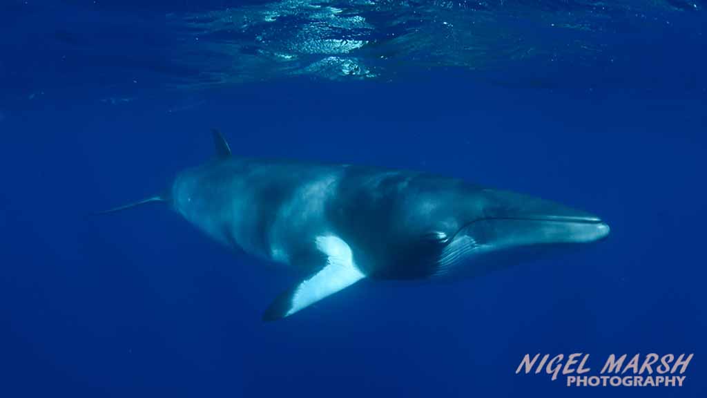 Great Barrier Reef Dwarf Minke Whales