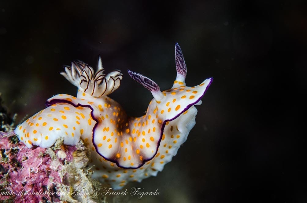 15-MV-Smiling-Seahorse-Liveaboard-credit-Franck-Fogarolo-Nudi