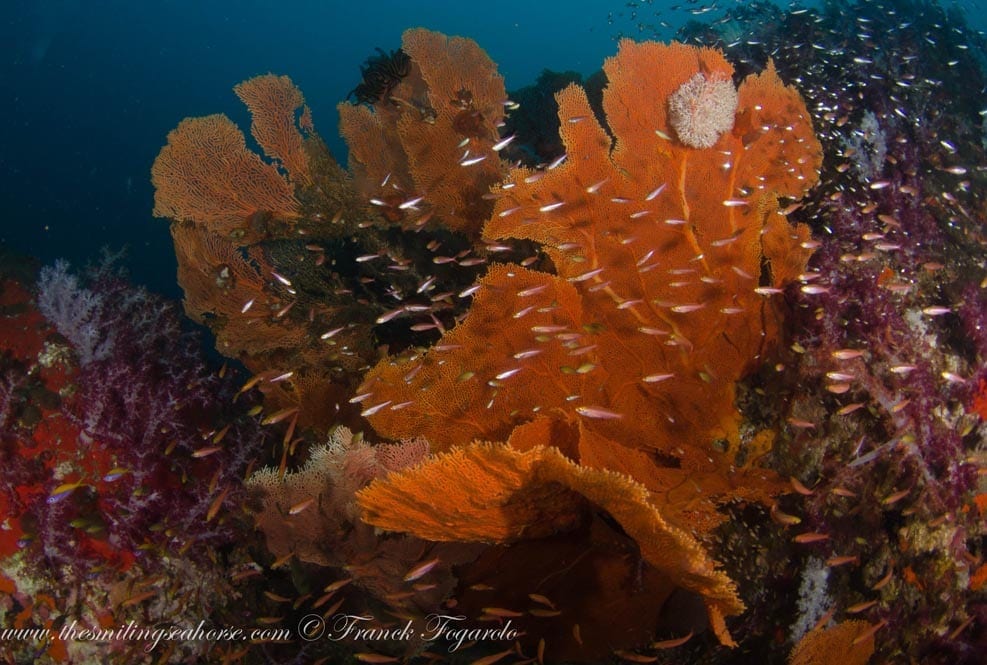 16-MV-Smiling-Seahorse-Liveaboard-credit-Franck-Fogarolo-Seafans