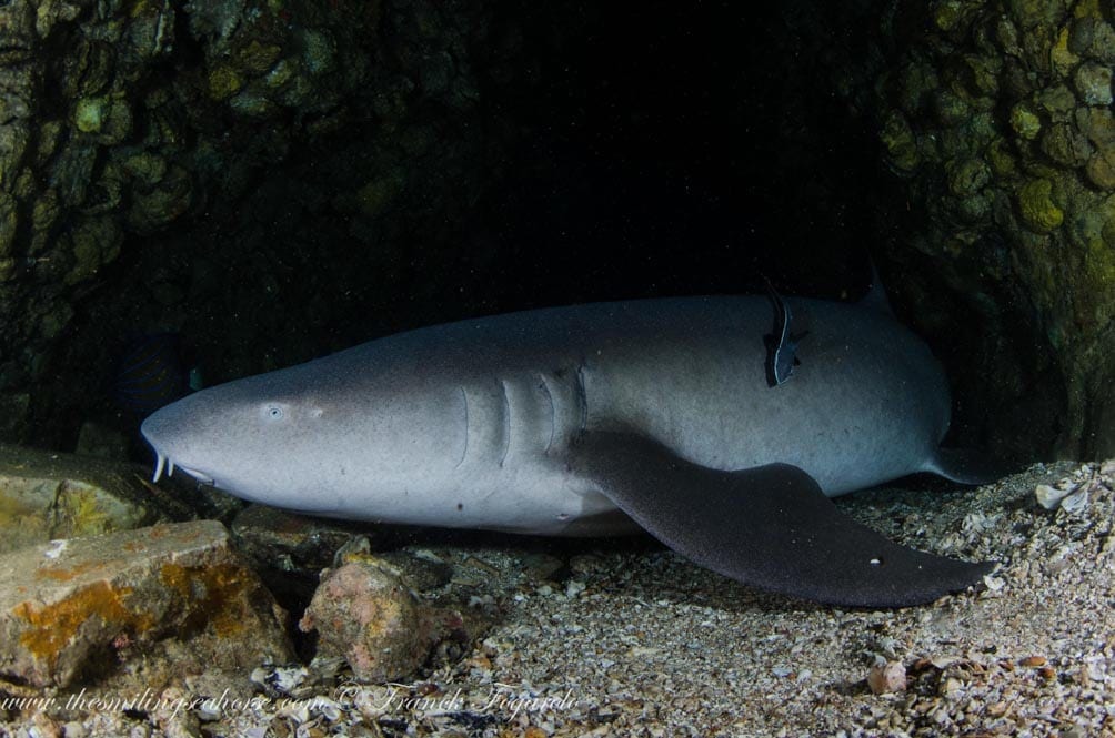 17-MV-Smiling-Seahorse-Liveaboard-credit-Franck-Fogarolo-Blind Shark