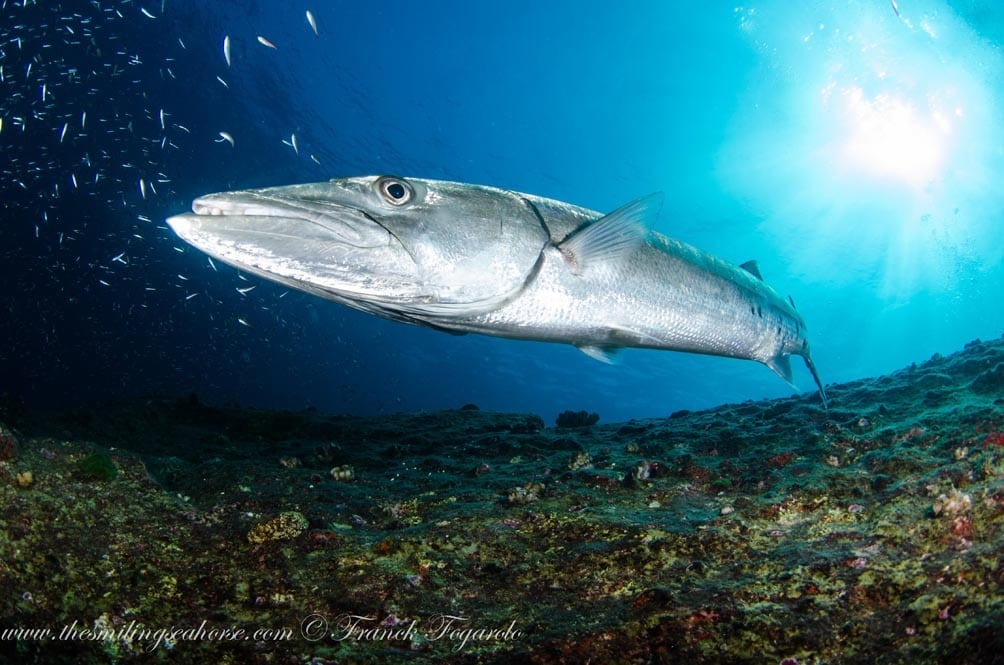 19-MV-Smiling-Seahorse-Liveaboard-credit-Franck-Fogarolo-Barracuda