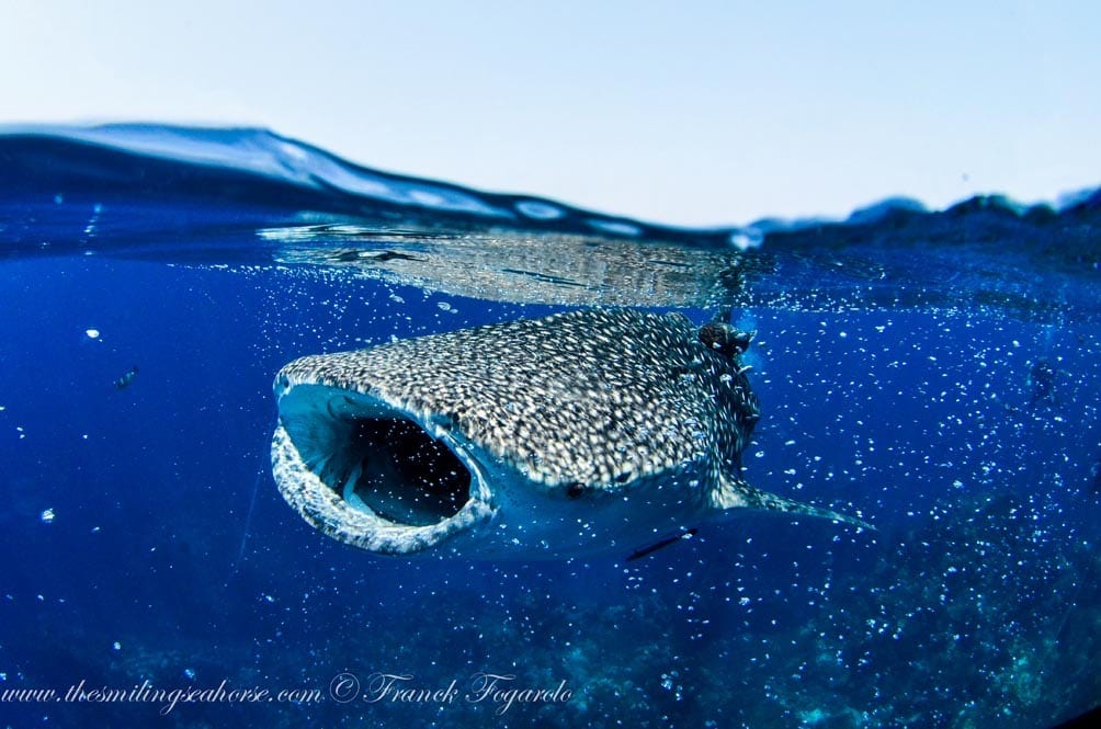 Mv smiling seahorse liveaboard credit franck fogarolo whaleshark Dive Thailand and Myanmar aboard MV Smiling Seahorse Liveaboard image by Franck Fogarolo