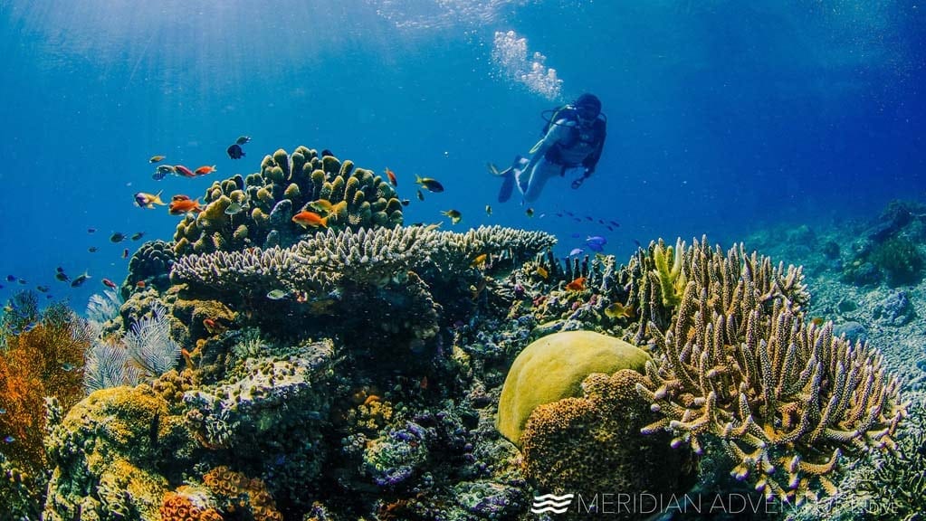 4 Meridian Adventure Dive Resort – Club Med style diving in Raja Ampat Indonesia underwater-scene
