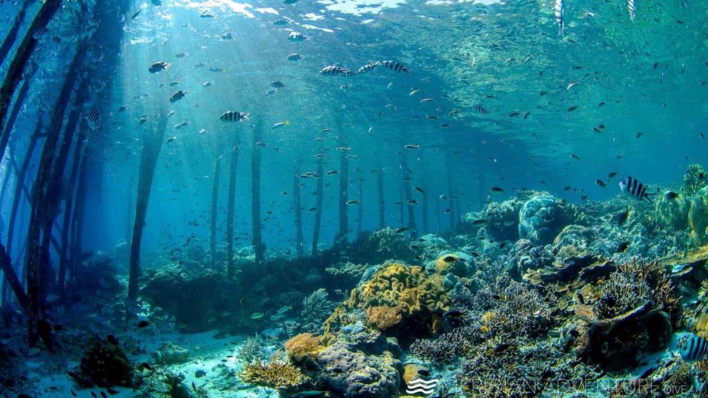 6 Meridian Adventure Dive Resort – Club Med style diving in Raja Ampat Indonesia jetty-underwater