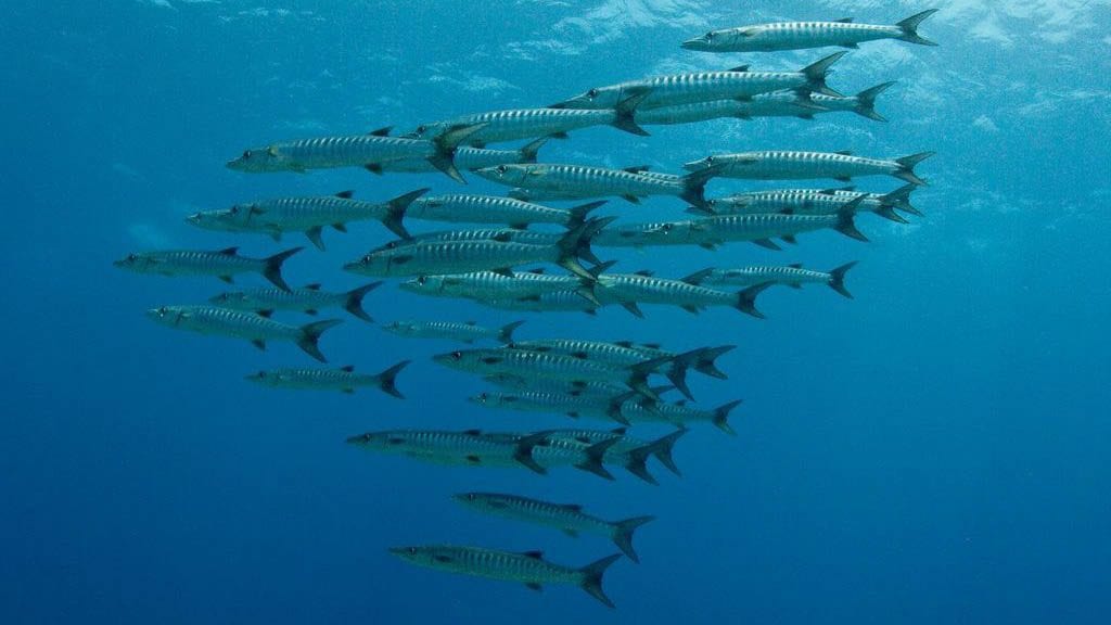 Layang Layang Malaysia Special Sep 2018 Underwater2