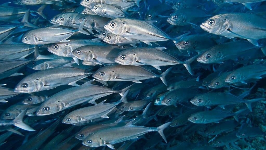 Layang Layang Malaysia Special Sep 2018 Underwater4