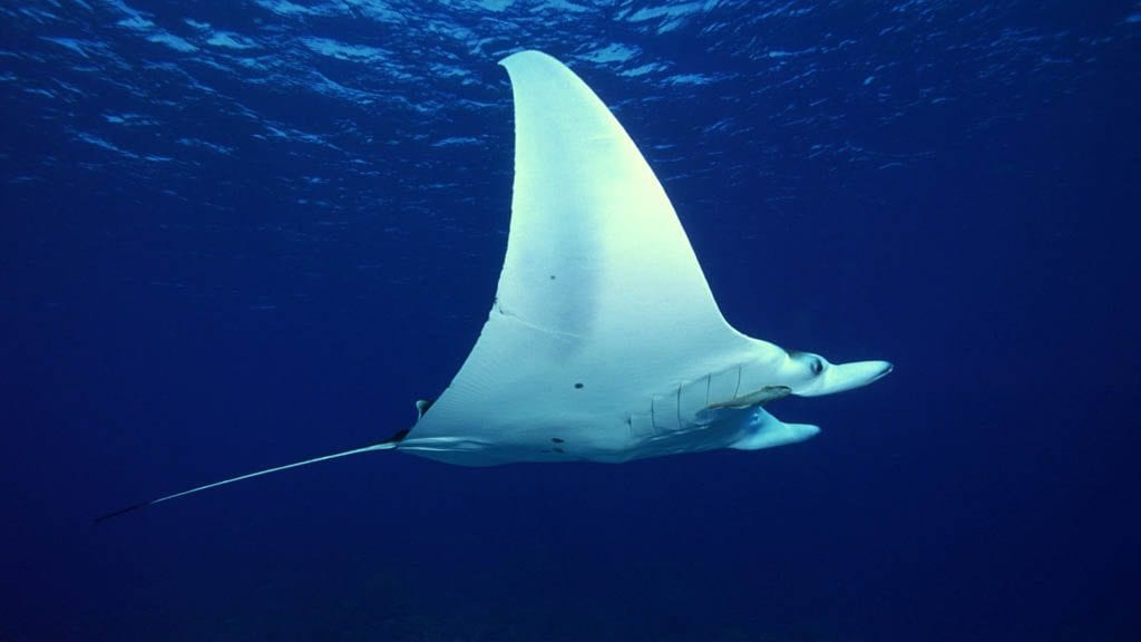 Layang Layang Malaysia Special Sep 2018 manta-ray