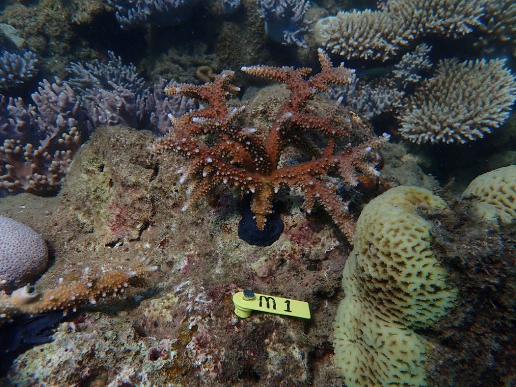 Reef restoration foundation coral tree planting p
