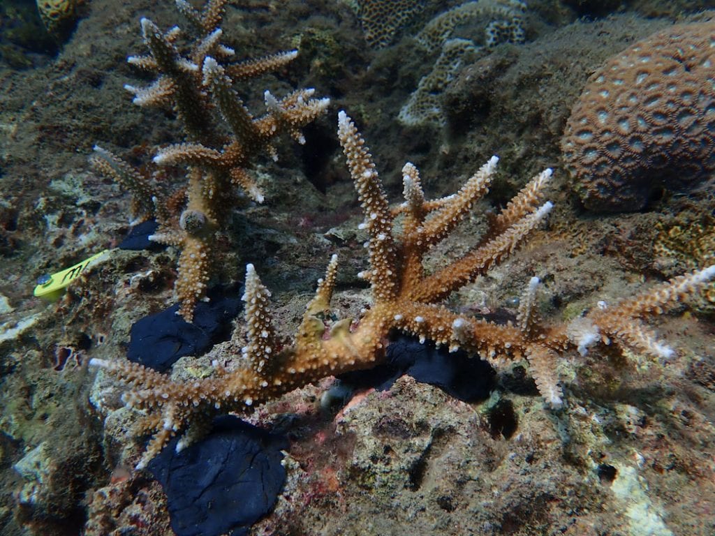 Reef restoration foundation coral tree planting p
