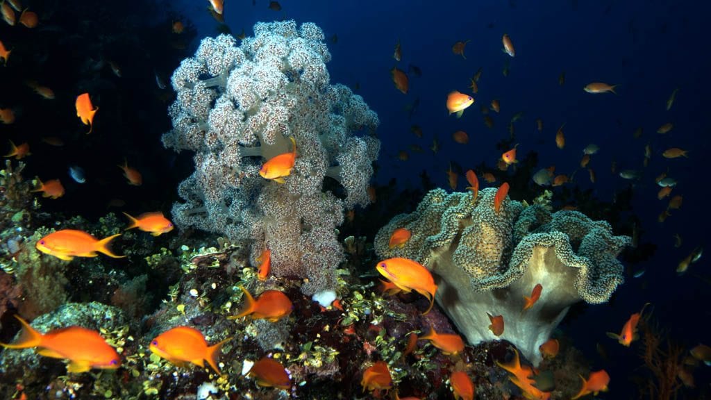 Volivoli-Beach-Resort-Fiji-DEMA18-Special-soft-coral