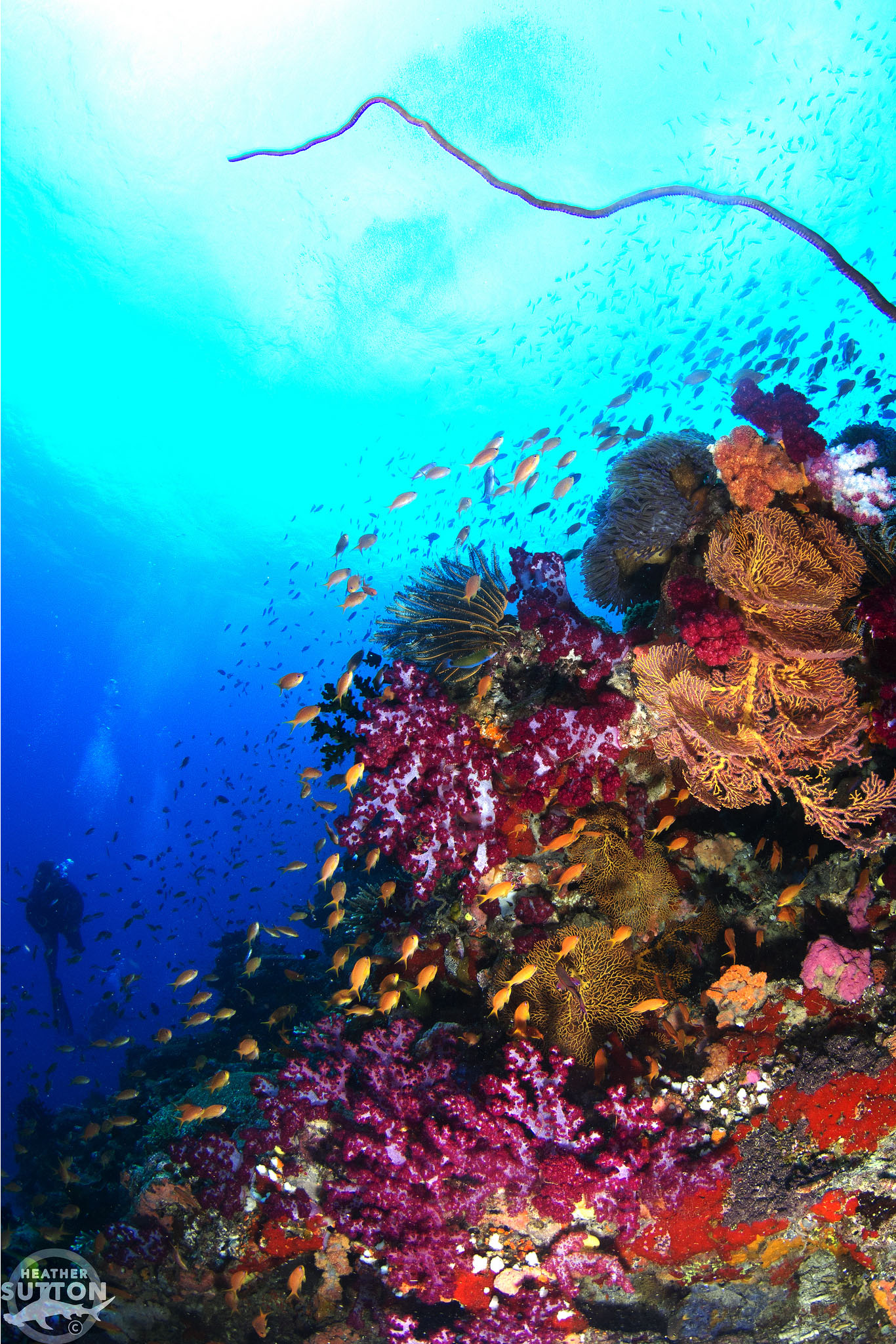 Volivoli Beach Resort diving special: 7 nights, all meals, 12 boat dives, unlimited shore diving, airport transfers plus FREE Traditional Meke & Lovo Feast.
