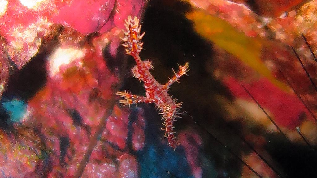 Ornate Ghost Pipefish at Richelieu Rock diving Thailand Diveplanit 1299