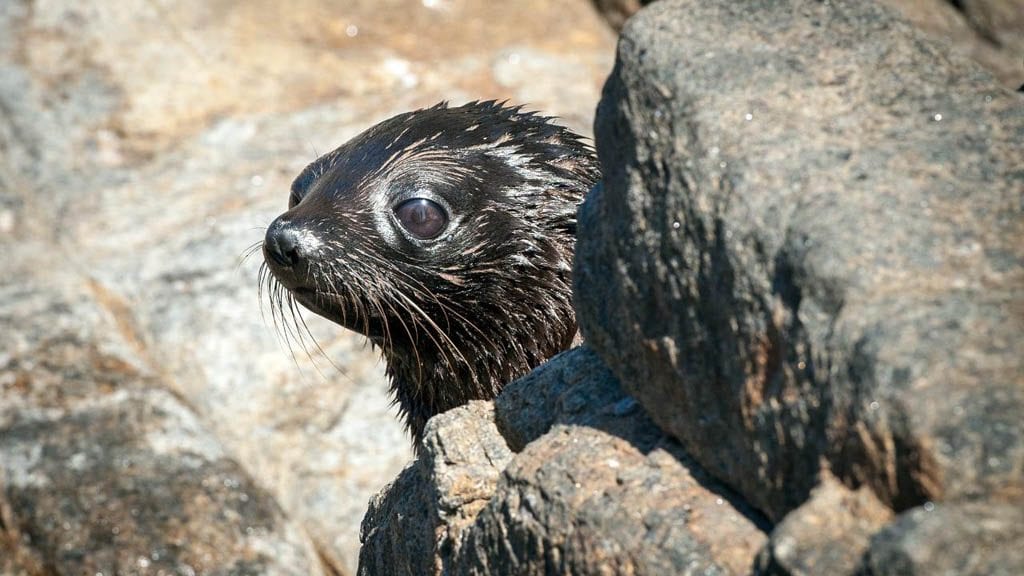 Rodney fox expeditions great white shark cage diving south australia new zealand fur seal pup