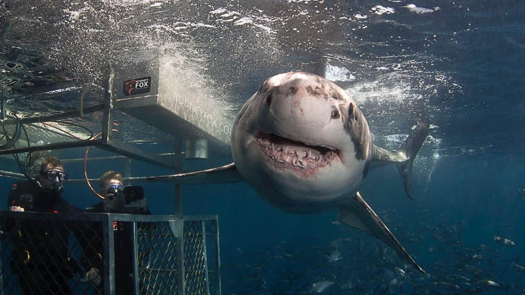 Rodney fox expeditions great white shark cage diving south australia surface cage hero