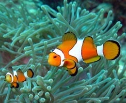 False clown anemonefish at shark point diving phuket diveplanit feature