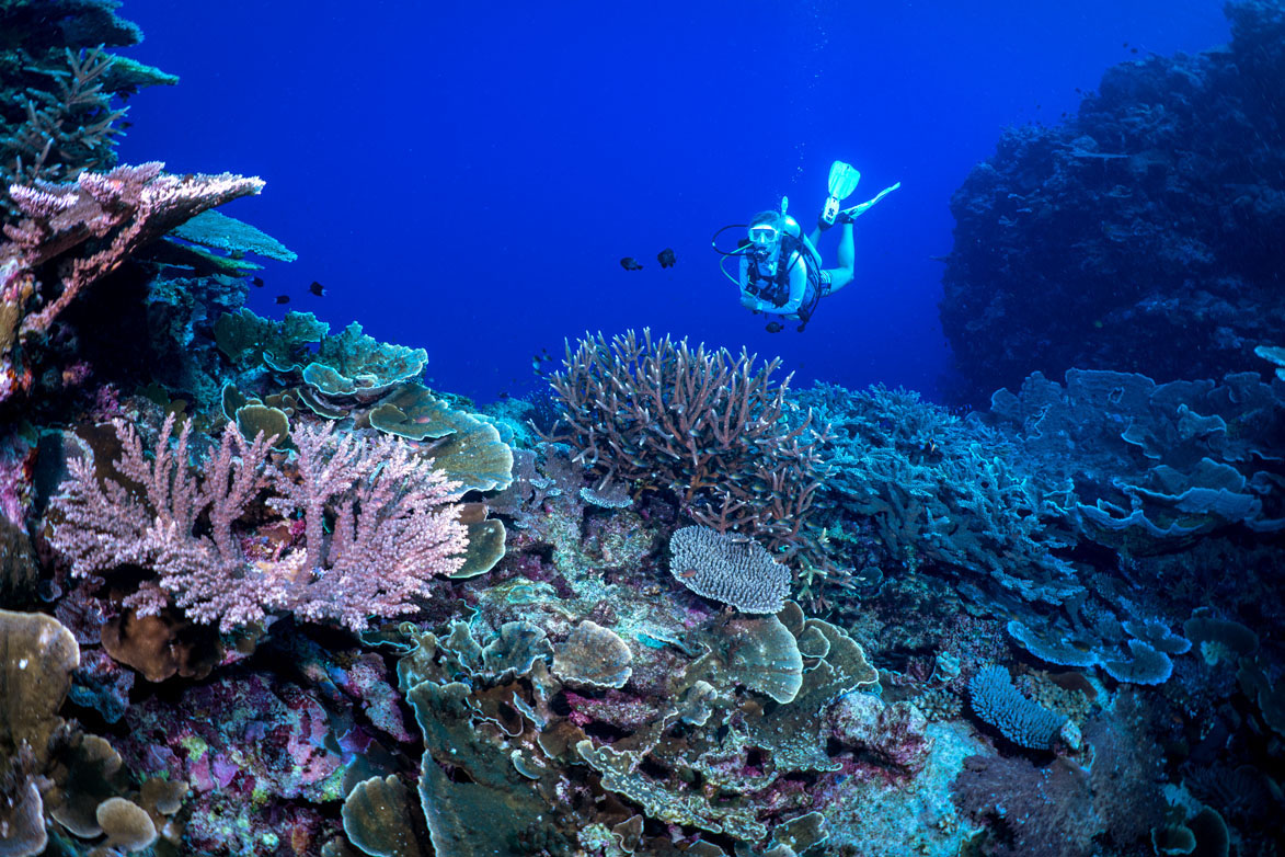 3. Dive Munda Belinda with coral credit Gerald Rambert 08338