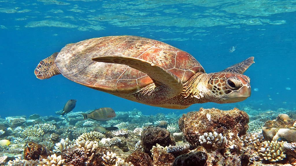 4 Pro Dive Cairns Liveaboard Scubapro Liveaboards Great Barrier Reef turtle